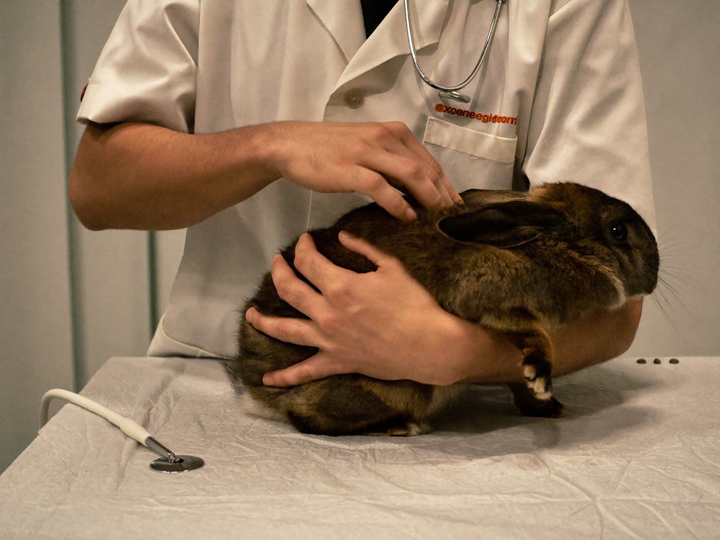 Veterinaria examinando un conejo