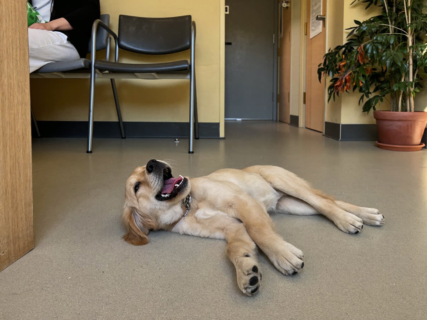 Cachorro golden retriever jugando en la sala de espera