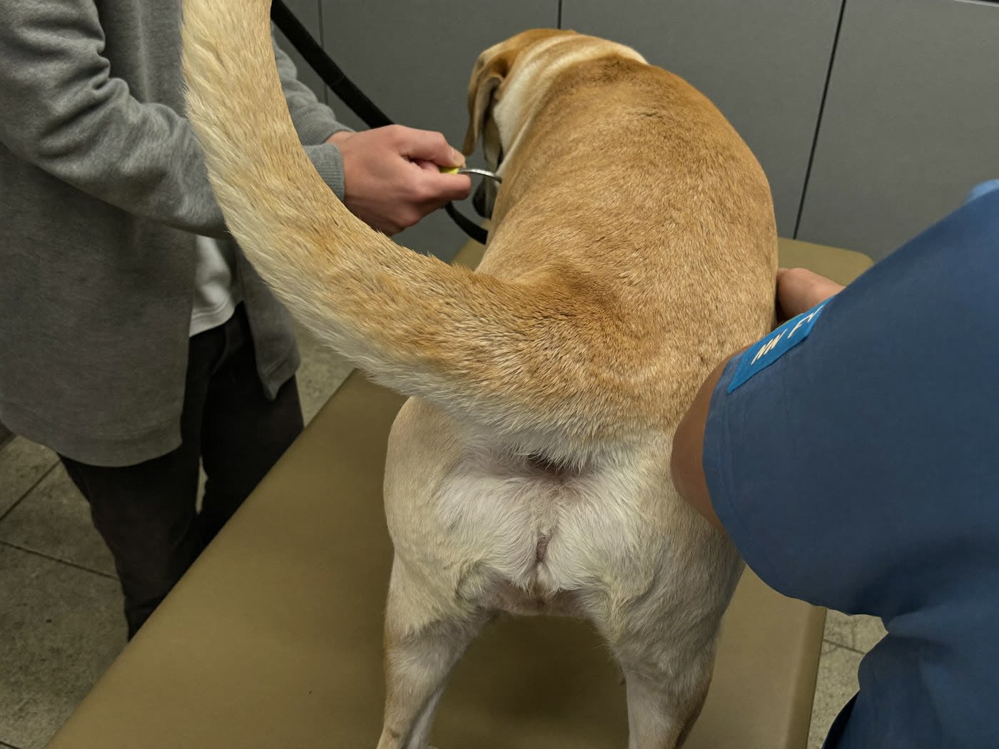 Labrador senior en un control veterinario